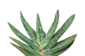 Wall Mural - Gasteria Succulent Plant Isolated on White Background with Clipp