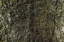 Texture Of Tree Bark Closeup. Relief Texture Of The Brown Bark Of Tree With Green Moss On It. Macro.