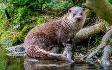 Otter By The Riverside
