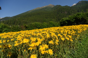 Canvas Print - FIORI ARNICA