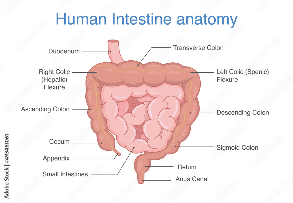 Human Intestines Anatomy and description for diagram. Illustration ...