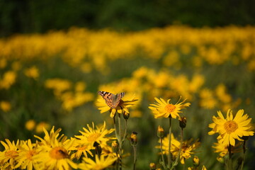 Canvas Print - FIORI ARNICA