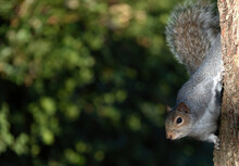 A Selective Focus Shot Of A Grey Squirrel Climbing Down A Tree Trunk Against A Defocused Green Background. 