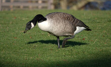 A Close-up Shot Of A Canada Goose Walking Across And Feeding On The Grass In The Sunshine. 