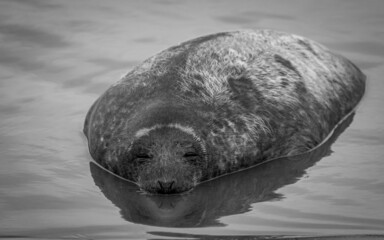 Canvas Print - Grey Seal at Donna Nook