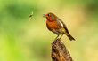 Robin and insect