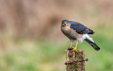 Wall Mural - Male sparrowhawk