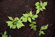 Małe sadzonki malin rosnące zdrowo w romnażarce, w specjalnej glebie