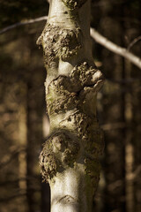 Poster - Deformation on the trunk of a beech tree.