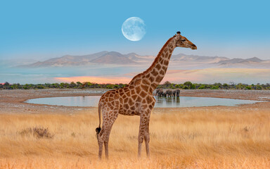 Amazing giraffe walking across the African savannah - Amazing african elephants at sunset - African elephants standing near lake in Etosha National Park, Namibia