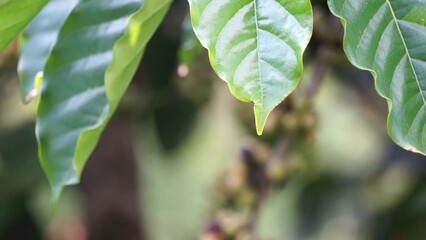 Wall Mural - Close-up of young leaf tip of Robusta coffee tree