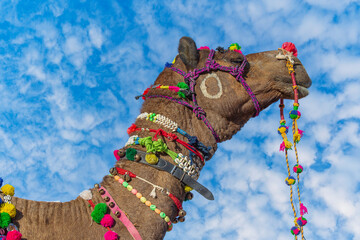 Wall Mural - Decorated camel head in desert Thar during the annual Pushkar Camel Fair near holy city Pushkar, Rajasthan, India