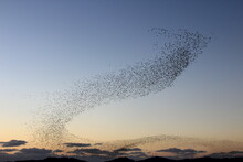 Flock Of Migratory Birds