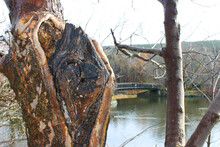 A Large Knothole In A Tree Trunk Where A New Tree Has Grown Around The Broken Trunk Of An Older Tree.