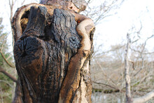 A Large Knothole In A Tree Trunk Where A New Tree Has Grown Around The Broken Trunk Of An Older Tree.