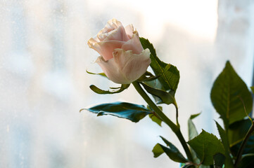 Wall Mural - a delicate coral rose bud on the background of the window