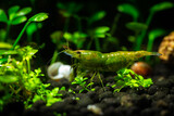 Fototapeta Konie - Nice green jade neocaridina shrimp in freshwater tank dark key macro aquarium photography