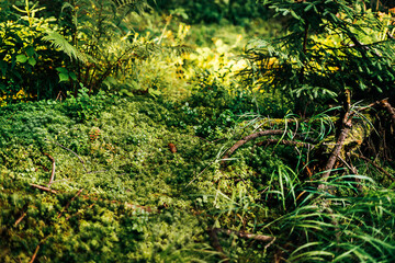 Texture of green moss on the ground and bark of trees