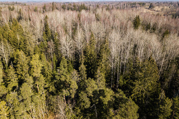 Wall Mural - Aerial view of forest in sunny spring day, Latvia.