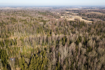 Poster - Aerial view of forest in sunny spring day, Latvia.