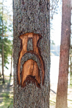 The Face Of An Old Man With A Mustache Is Carved In A Growing Tree.