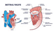 © VectorMine - Mitral valve structure with medical cardio heart anatomy outline diagram. Labeled educational scheme with cardiology healthcare detailed description vector illustration. Chamber blood flow valve.