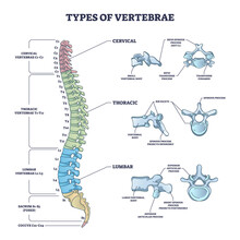 Types Of Vertebrae And Cervical, Thoracic And Lumbar Division Outline Diagram. Labeled Educational Scheme With Spinal Skeletal Bones Vector Illustration. Human Anatomy And Backbone Medical Description