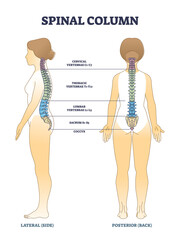 spinal column bones and anatomical spinal backbone structure outline diagram. labeled educational sc