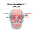 Orbicularis oculi muscle as face muscular system for eyelids closure outline diagram. Labeled educational medical scheme with medial and lateral palpebral ligament or orbital parts vector illustration