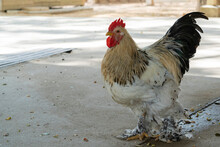 Brahma, Also Brahmin, (Light Brahma) Is A Breed Of Chickens Of The Decorative And Meat Direction Of Productivity. Differs In Lush Plumage Of The Body And Legs.