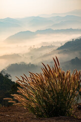 Poster - beautiful grass on the mountain and fog