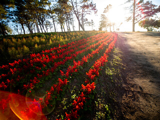 Wall Mural - Red Scarlet Sage Flowers Blooming