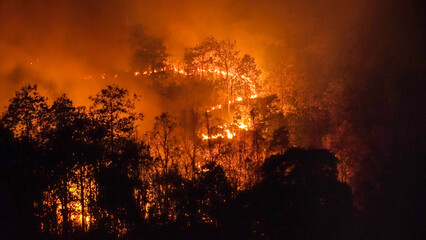 wildfire disaster in tropical forest caused by human