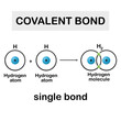 Isolated Covalent bond type on white background.Vector illustration.chemical bonding model,science,education.molecule of hydrogen element.