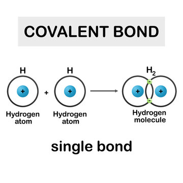 isolated covalent bond type on white background.vector illustration.chemical bonding model,science,e