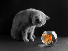 Cat And Goldfish