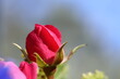 © Erik - Rød rose med lilla sløret blomst i forgrunden og sløret baggrund