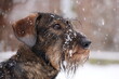 © Erik - Ruhåret gravhund i snevejr med let sløret baggrund