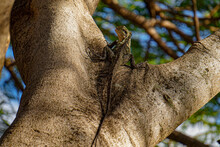 Eastern Water Dragon In The Fork Of A Tree