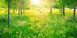 Birch grove in spring on sunny day with beautiful carpet of juicy green young grass and dandelions in rays of sunlight. Spring natural landscape background.