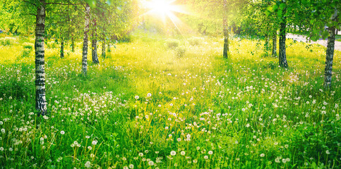 Wall Mural - Birch grove in spring on sunny day with beautiful carpet of juicy green young grass and dandelions in rays of sunlight. Spring natural landscape background.