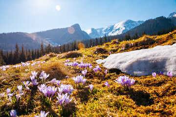 Aufkleber - Alpine meadows are covered crocus flowers on spring High Tatras mountains. Zakopane, Poland.