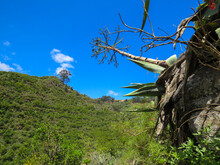 Vegetación Subtropical En El Sendero De Los Tilos De Moya, En La Isla De Gran Canaria, España. Vegetación Exhuberante Que Crece En El Lado Norte De La Isla. Espacio Protegido, Reserva Natural Especial