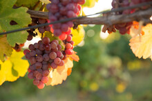 Ripe Wine Grapes On Vines In Tuscany, Italy. Picturesque Wine Farm, Vineyard. Sunset Warm Light
