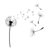 Fototapeta Dmuchawce - Vector illustration dandelion time. Dandelion seeds blowing in the wind. The wind inflates a dandelion isolated in white background