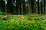 Fototapeta Las - Mushrooms growing in the wild forest in Czech republic (Czechia)