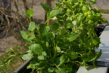 Zitronenmelisse im Gemüsegarten am Balkon