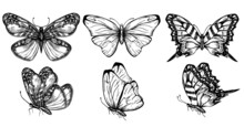 Butterfly Set. Collection Of Insect Sketches For Design And Scrapbooking. Contour Butterflies. Collection Of Drawings Butterfly
