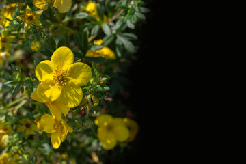 Wall Mural - Yellow flower bloodroot cinquefoil blossom in dark background background postcard