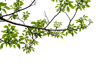 green tree branch isolated on white background